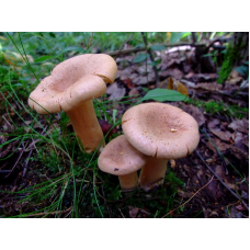 Мицелий Млечника серо-розового (Lactarius helvus) Мицелий Млечника серо-розового (Lactarius helvus)